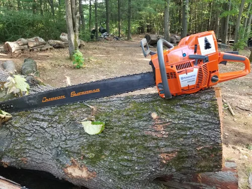 newenglandpine202606041759132740391